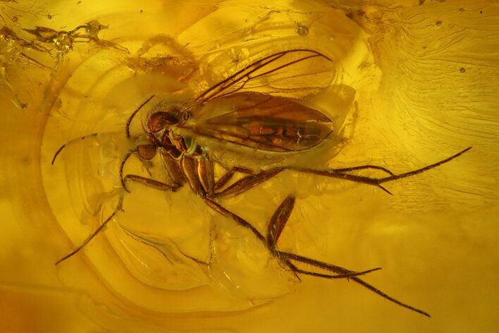 Large Detailed Fossil Fly (Diptera) In Baltic Amber #128322